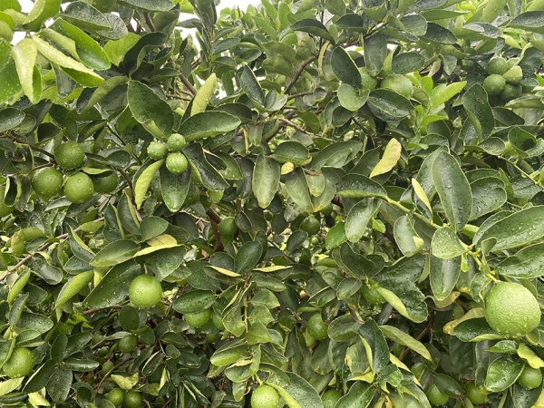 Novo limão Tahiti BRS EECB IAC Ponta Firme apresenta produtividade 242% superior à média do estado de São Paulo - Foto: Eduardo Stuchi