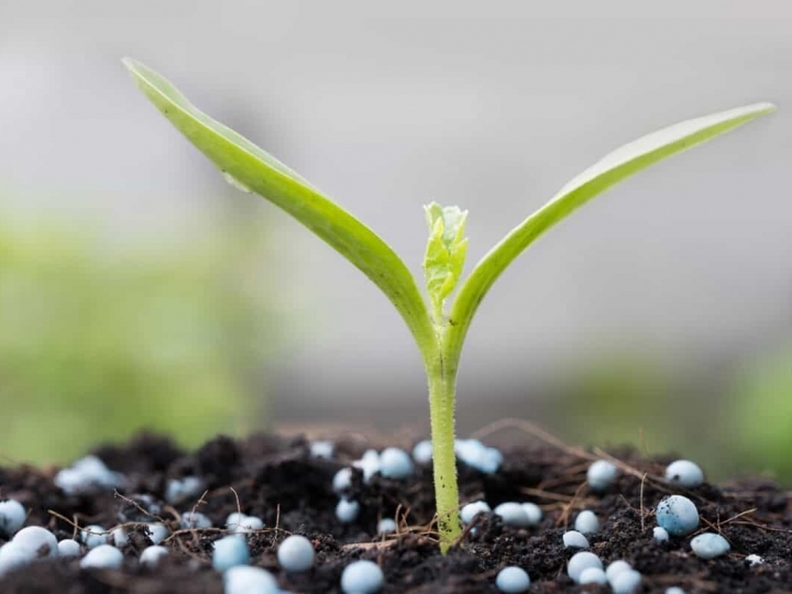 Tecnologia preserva produtividade e reduz aplicação de fertilizante em até 20%