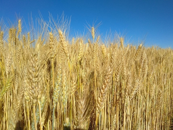Pesquisa mostra que cultura do trigo absorve mais CO2 do que emite