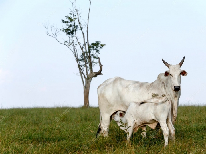 Uso de endectocida nos primeiros dias de vida do bezerro diminui mortalidade e melhora a produtividade