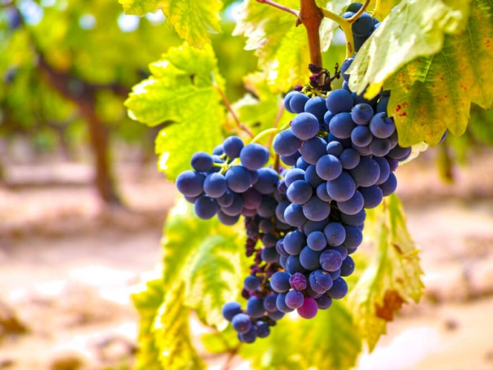 Pesquisa garante a produção de uvas e vinhos de norte a sul do Brasil