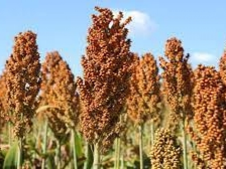 Avança área destinada ao sorgo em MS e pesquisas se voltam à cultura