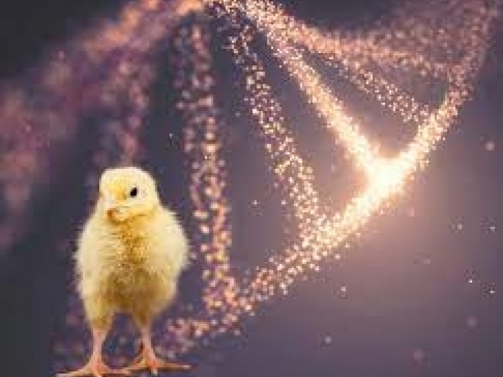 Exportações de genética avícola dobram em 2023