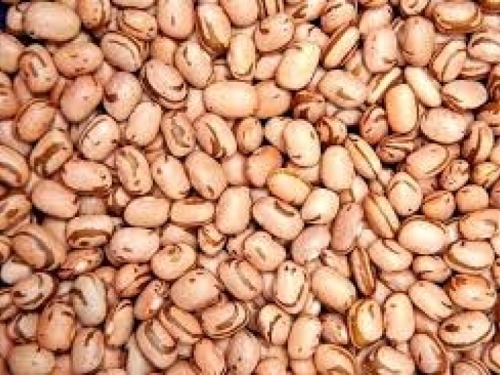 Chuvas na região Nordeste beneficiaram lavouras de feijão e milho terceira safra