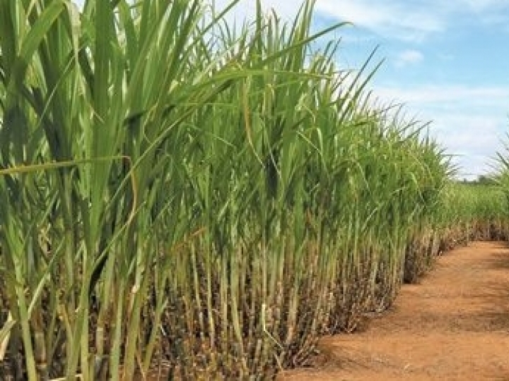 Comissão de Cana-de-Açúcar e Energia Renovável da FAESP debate alternativas para melhorar a remuneração do fornecedor de cana e aumentar a competitividade do etanol