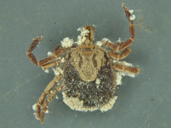 Capivaras e cavalos são hospedeiros do carrapato-estrela infectados com a febre maculosa.   Foto: Divulgação