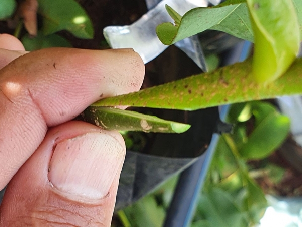 Resultados da pesquisa mostram viabilidade de três tipos de enxertia - borbulhia de placa, garfagem inglesa simples e garfagem em fenda cheia – para o desenvolvimento de um sistema de produção para o baruzeiro. Na foto, garfagem inglesa - Foto: Wanderlei 