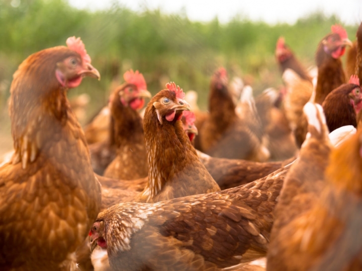 Esalq/USP, Iniciativa Mira e Raiar Orgânicos oferecem capacitação para criação de galinhas livres