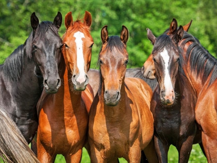 Equídeos – Campanha de atualização já cadastrou mais de oito mil animais 