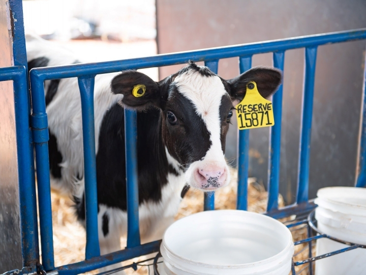 Manejo inicial de bezerras é essencial para o sucesso na pecuária leiteira
