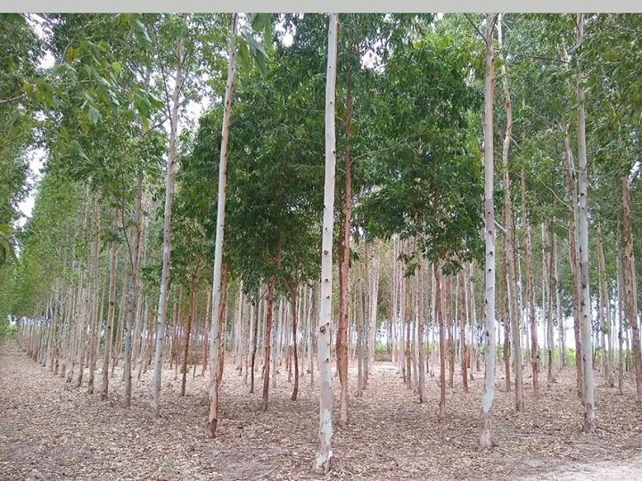 Pesquisa seleciona árvores para a indústria moveleira do Ceará