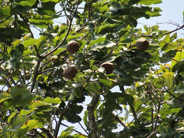 Cientistas acompanharam e registraram a produção natural de ouriços em 258 castanheiras centenárias. Foto: Kadijah Suleiman