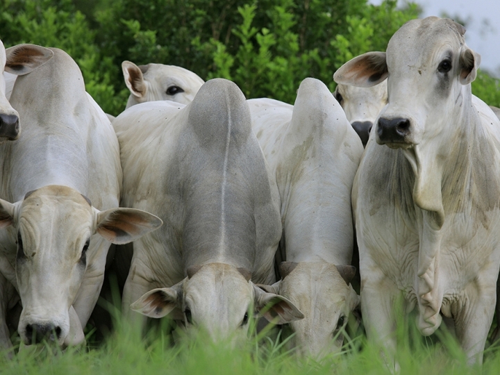  Inseminação artificial é utilizada em 88% dos procedimentos de reprodução na pecuária leiteira, aponta pesquisa