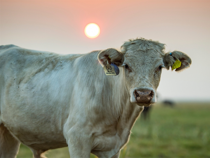 Altas temperaturas aumentam risco de estresse térmico e prejudicam desempenho dos bovinos