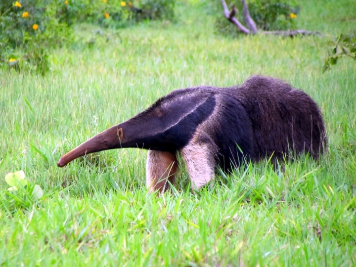 Florestas preservadas da Eldorado Brasil são refúgio de animais ameaçados de extinção