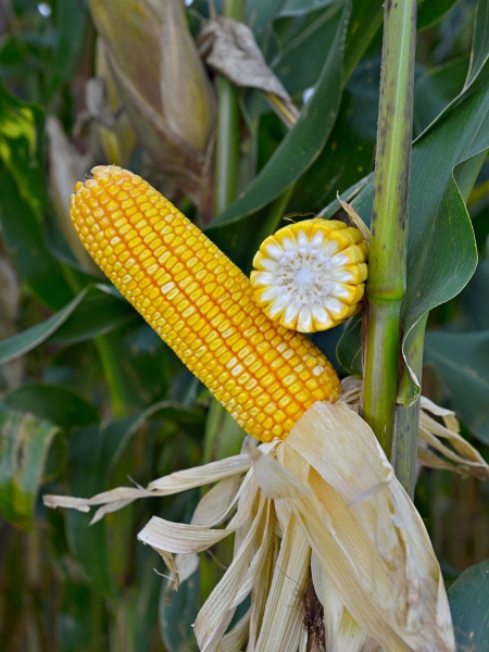 FS670 da Forseed possui alto teto produtivo sendo ideal para as safras de verão