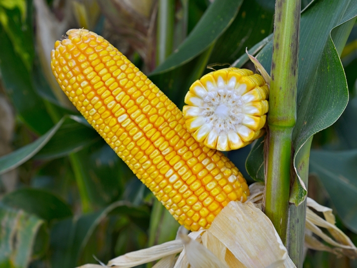 Híbrido de milho referência em produtividade para a safra 2023/24