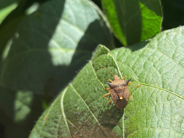Maior presença de percevejo marrom pode gerar prejuízo de R$ 12 bilhões à soja 