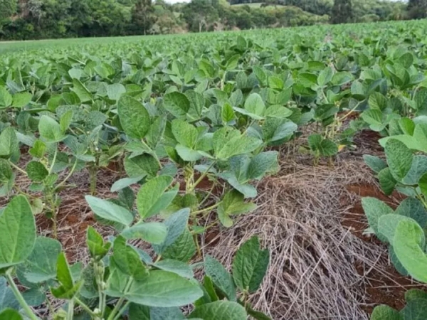 Lavoura de soja em plantio direto - Carina Venzo Cavalheiro - Emater RS-Ascar