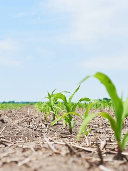 Enquanto umidade do solo foi resposta em algumas regiões, interrompeu trabalhos em outras