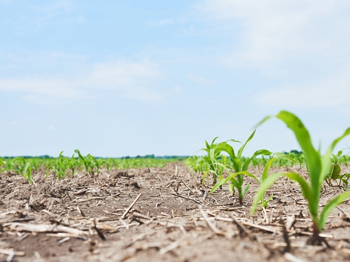 Clima beneficia lavouras de soja do RS, mas atrasa colheita de milho
