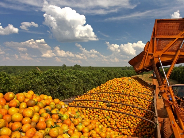 Avanço do greening pode ameaçar sustentabilidade da citricultura (Divulgação/CitrusBR)