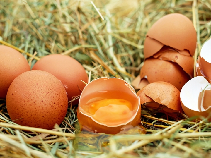 Perspectivas da indústria de ovos no Brasil