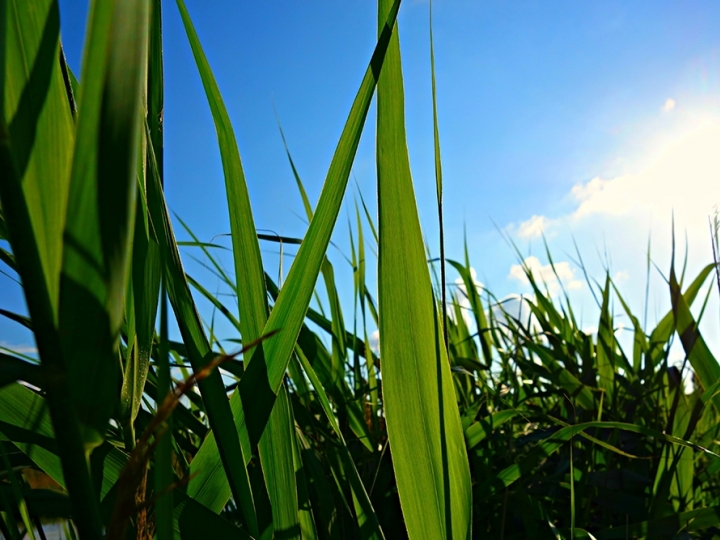 CANA/UNICA: CENTRO-SUL PROCESSA 714 MIL T NA 2ª QUINZENA DE JANEIRO, ALTA ANUAL DE 132,35%