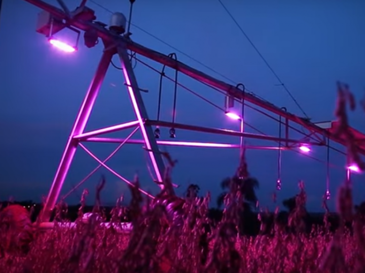 Colheita da soja cultivada com luz em campo experimental do Show Rural