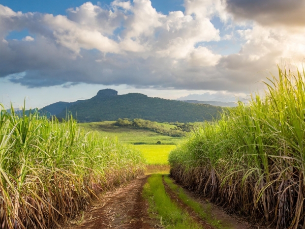Aliar produção agrícola com tecnologias sustentáveis e, ao mesmo tempo, garantir um futuro seguro e rentável para os produtores de cana-de-açúcar. (Foto: Divulgação/ORPLANA)