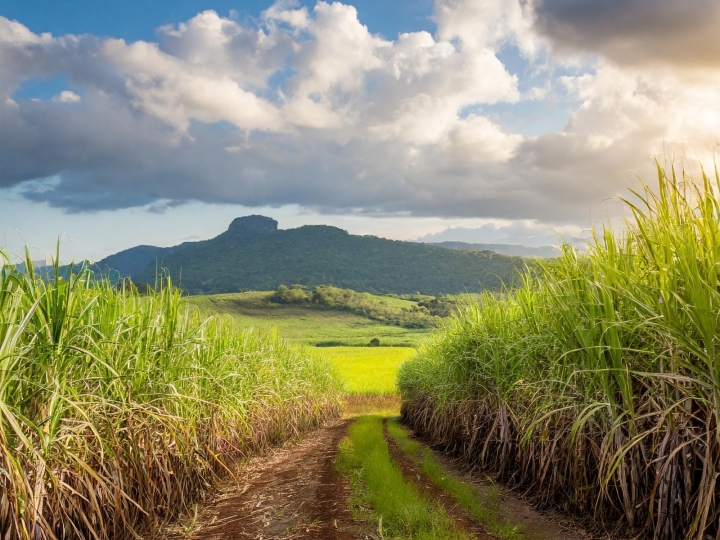 Sustentabilidade, tecnologia e gestão nas propriedades serão debatidos durante o Cana Summit