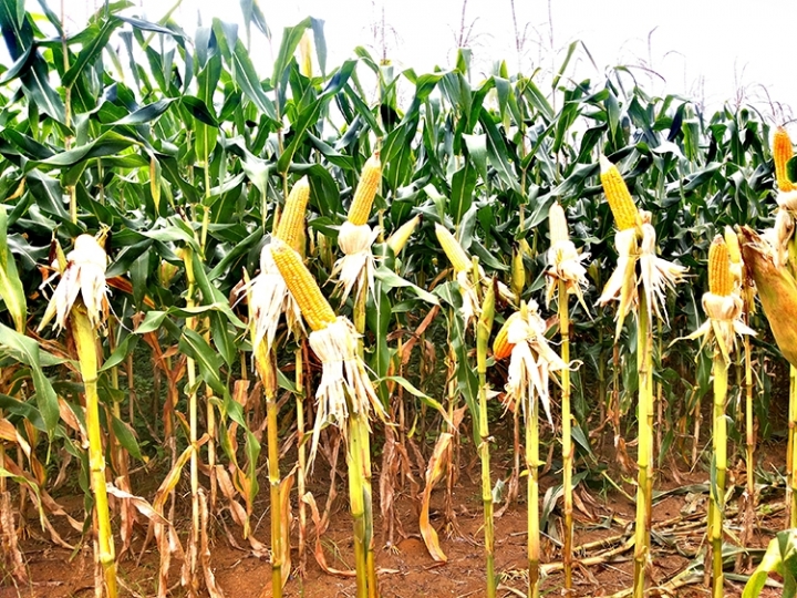 Produção de etanol de milho registra crescimento de 40%