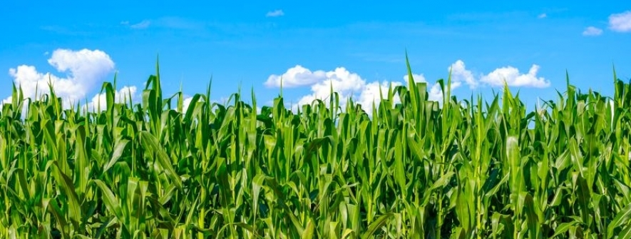 Dia do milho: cultura importante que requer cuidados à altura