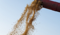 Conab estima produção em 295,45 milhões de toneladas após ajuste na área de soja e milho