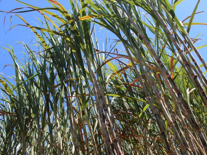 Setor de biodiesel articula para blindar Combustível do Futuro de coprocessado