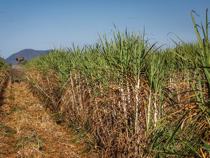 Atvos registra recordes históricos de moagem e produção de etanol em Mato Grosso do Sul