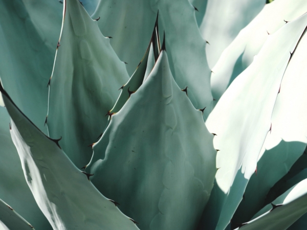 O agave é um tipo de suculenta muito comum no México e no Nordeste brasileiro. Imagem/Freepik