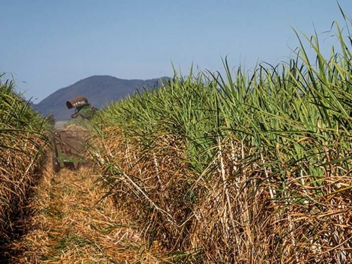 Sumitomo Chemical estará presente no InsectShow apresentando  soluções para o manejo integrado da cigarrinha-das-raízes