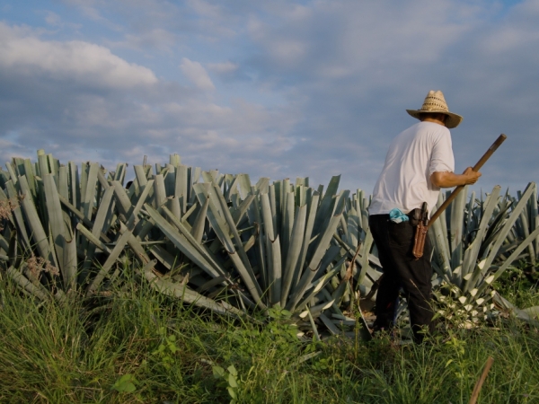 No Brasil a principal espécie cultivada é a Agave sisalana, cujas folhas são usadas na fabricação da fibra do sisal