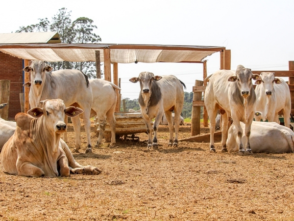 Para reduzir os impactos do estresse climático, especialista recomenda a adoção de medidas preventivas, melhorar a ventilação das instalações, garantir o acesso constante dos animais a água limpa e fresca e monitorar de perto a saúde do rebanho. (Divulgaç