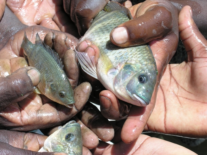 MAPA e Peixe BR anunciam que não é mais necessário o certificado sanitário para filé de tilápia do Brasil entrar nos Estados Unidos