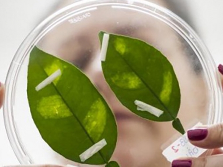 Pesquisa revela como patógenos inativam sistema de defesa de plantas
