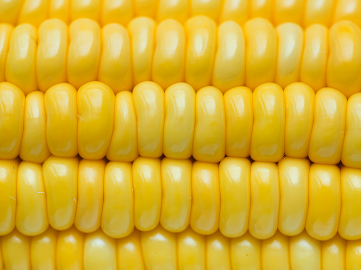 Híbridos da Bayer vencem concurso nacional de produtividade de milho safrinha 2024