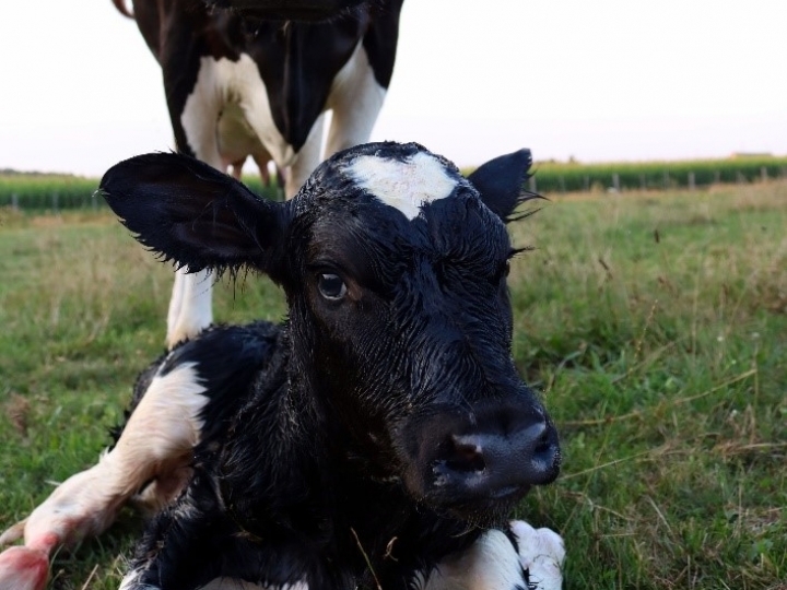 Período entre o pré e pós-parto exige atenção redobrada de produtores
