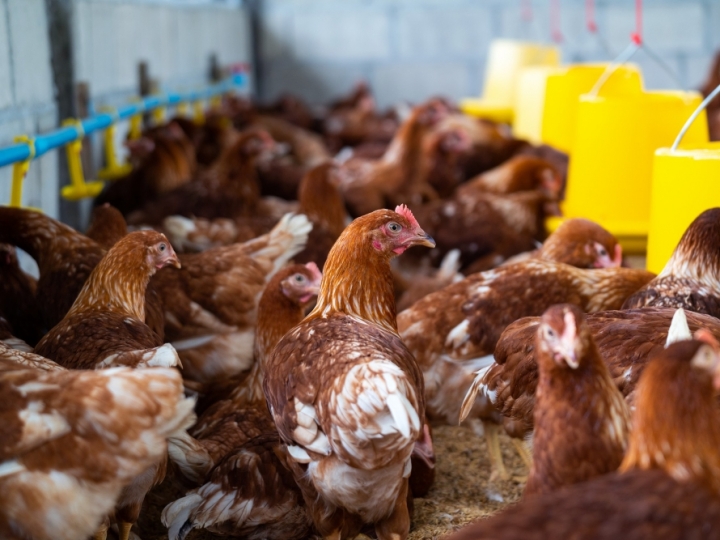 Preço do frango vivo e da carne seguem em alta