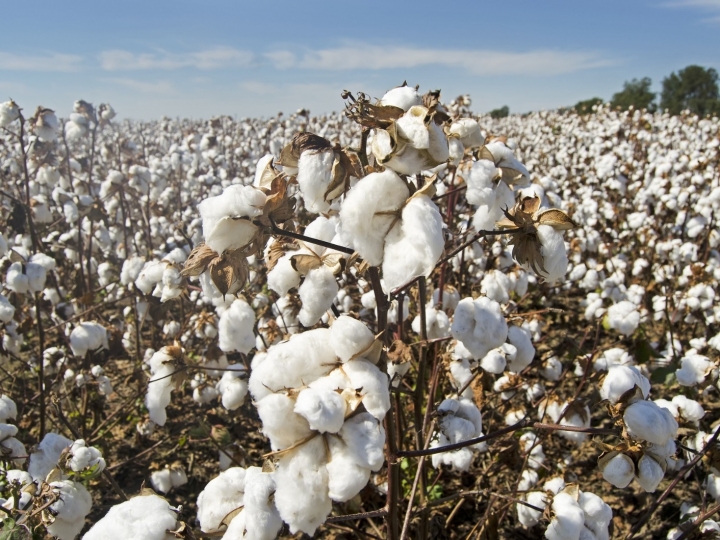 Nova tecnologia impulsiona a rentabilidade do algodão
