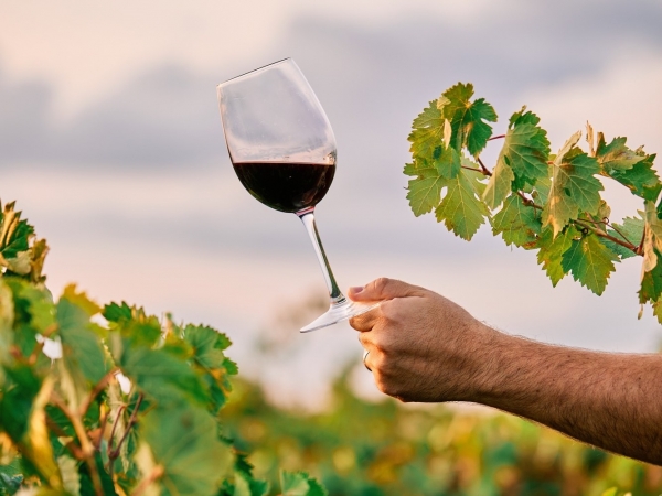 Em 2024, a gestão paulista lançou o Rotas do Vinho de São Paulo, uma iniciativa inédita de promoção do enoturismo. Banco de imagens