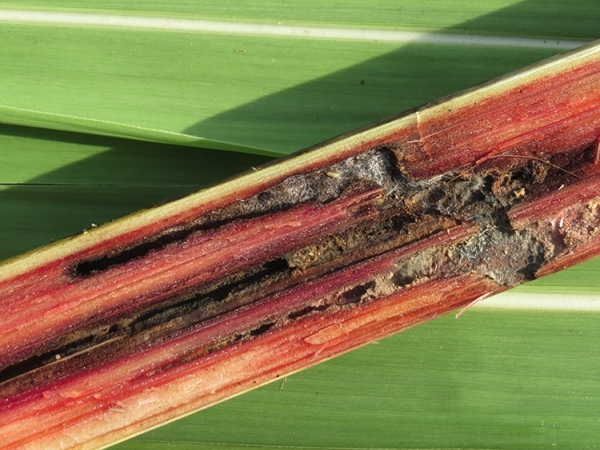 Com infestação de 8,5% nos canaviais, custos de produção do etanol sobem, em média, 21%. Banco de imagens