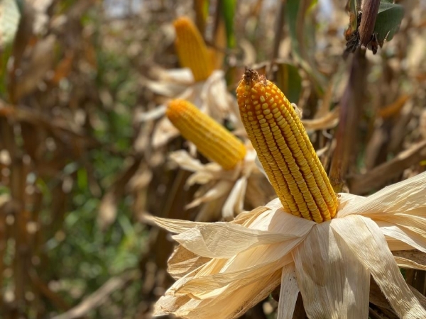 Bioativação ajuda agricultores no manejo de doença transmitida por cigarrinha (Dalbulus maidis) na cultura do milho. (Divulgação)