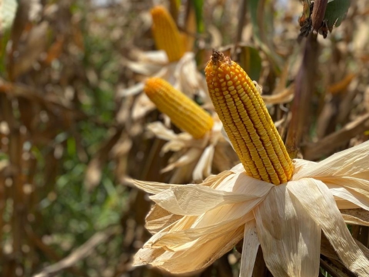Bioativação ajuda agricultores no manejo de doença transmitida por cigarrinha (Dalbulus maidis) na cultura do milho